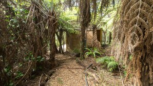 Un sendero estrecho en un bosque con vegetación densa y una construcción de madera al fondo.