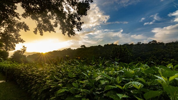 A lush garden with dense foliage and a clear sky. - Whispering Willows (Ootacamund)