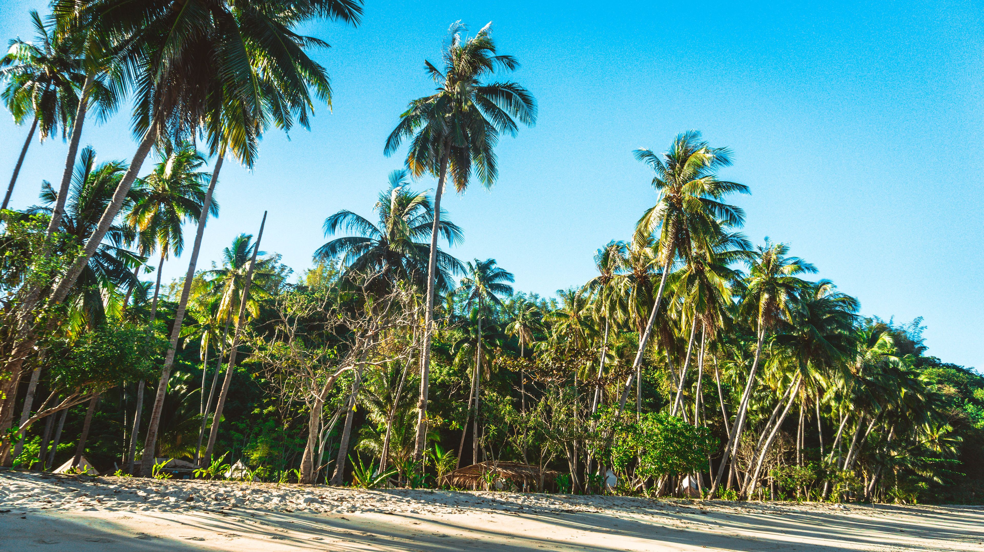 Una playa con palmeras y cielo despejado.