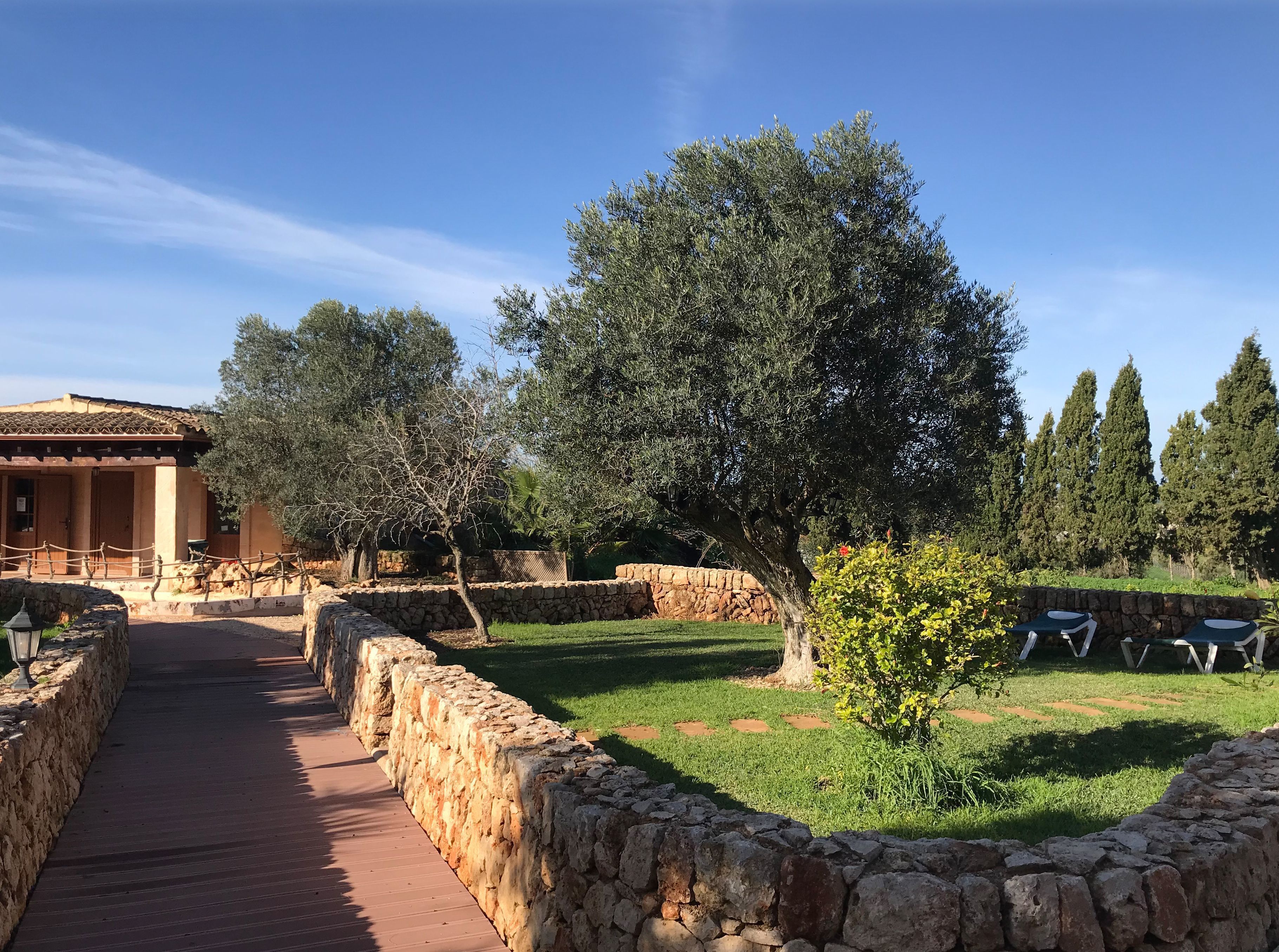 Un chemin de pierre mène à un bâtiment doté d’un toit en tuiles, entouré d’oliviers et d’une zone herbeuse avec un petit arbre et un mur de pierres.