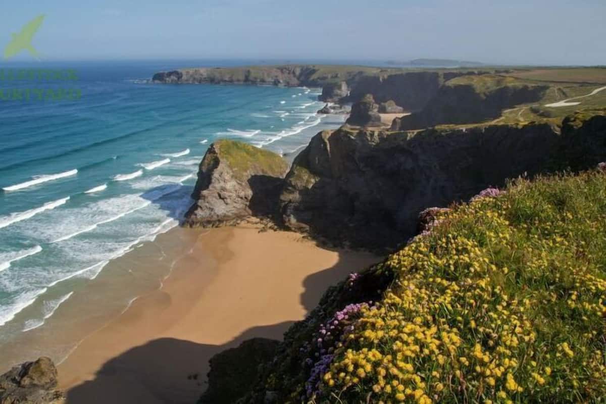 A coastal landscape with cliffs, a beach, and wildflowers.