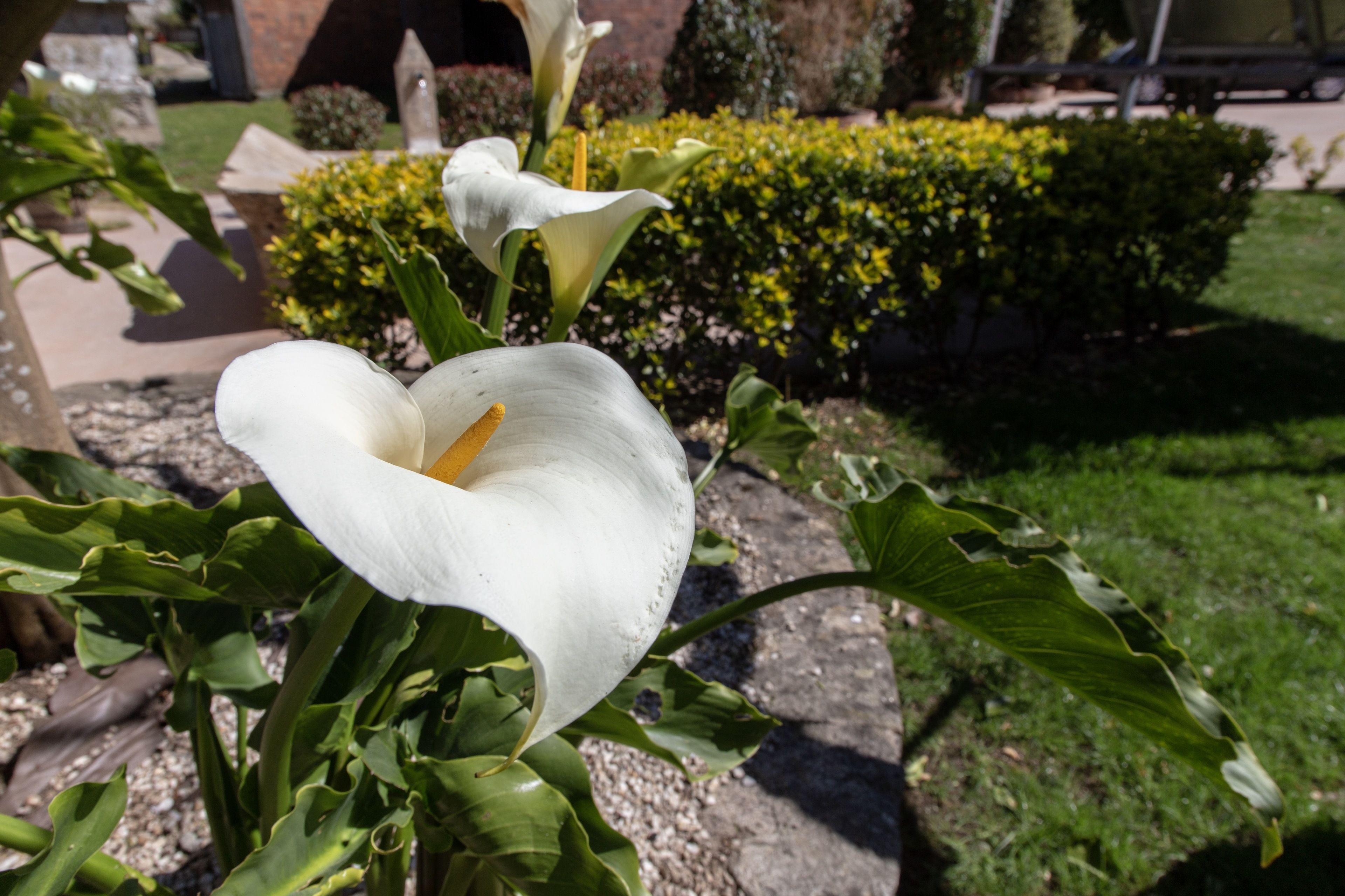 Primer plano de una flor blanca con centro amarillo, rodeada de hojas verdes.