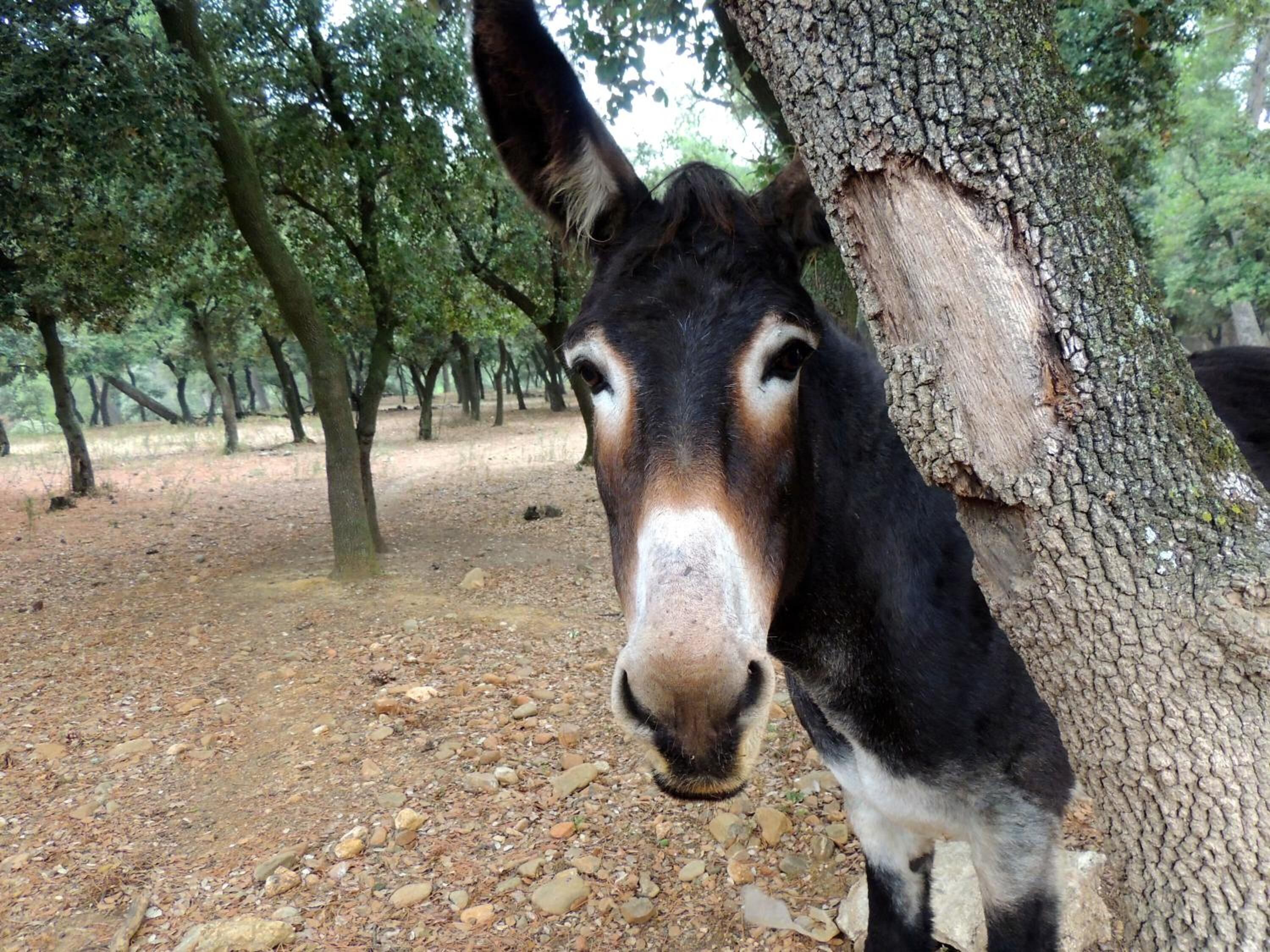 A donkey standing next to a tree in a forested area.