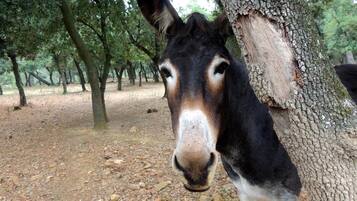 A donkey standing next to a tree in a forested area.
