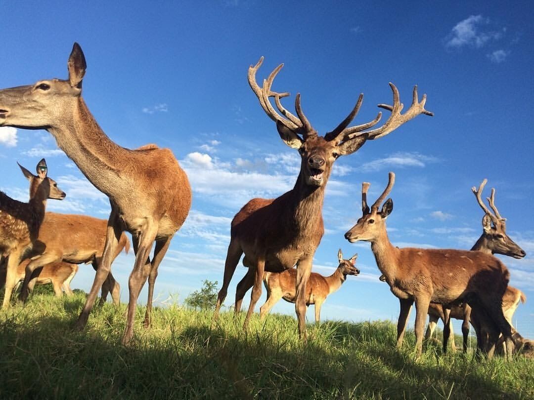Un groupe de cerfs dans un champ verdoyant, sous un ciel bleu dégagé.