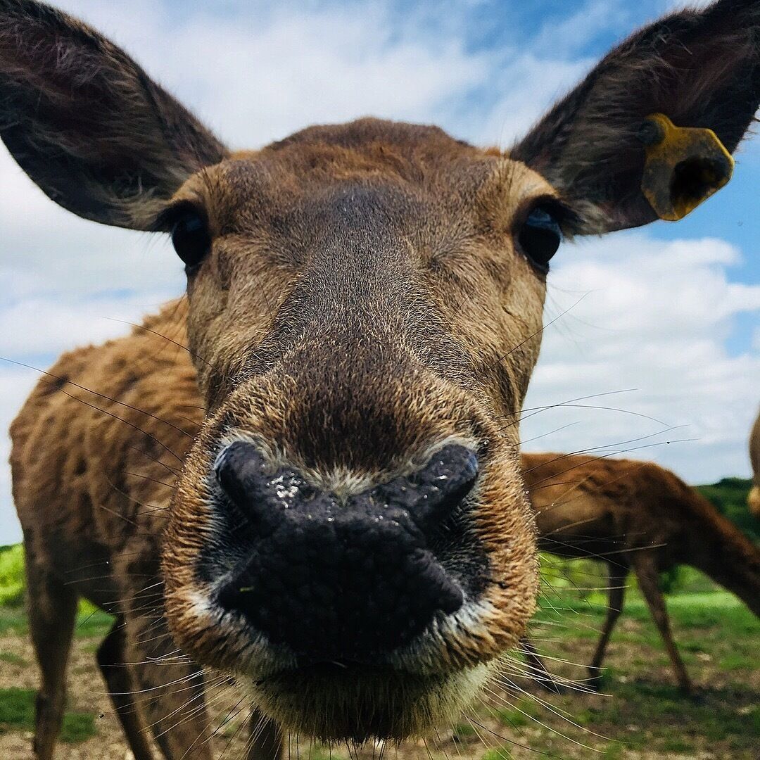 A close-up of a cow's face with a yellow ear tag, set against a grassy field with a cloudy sky.