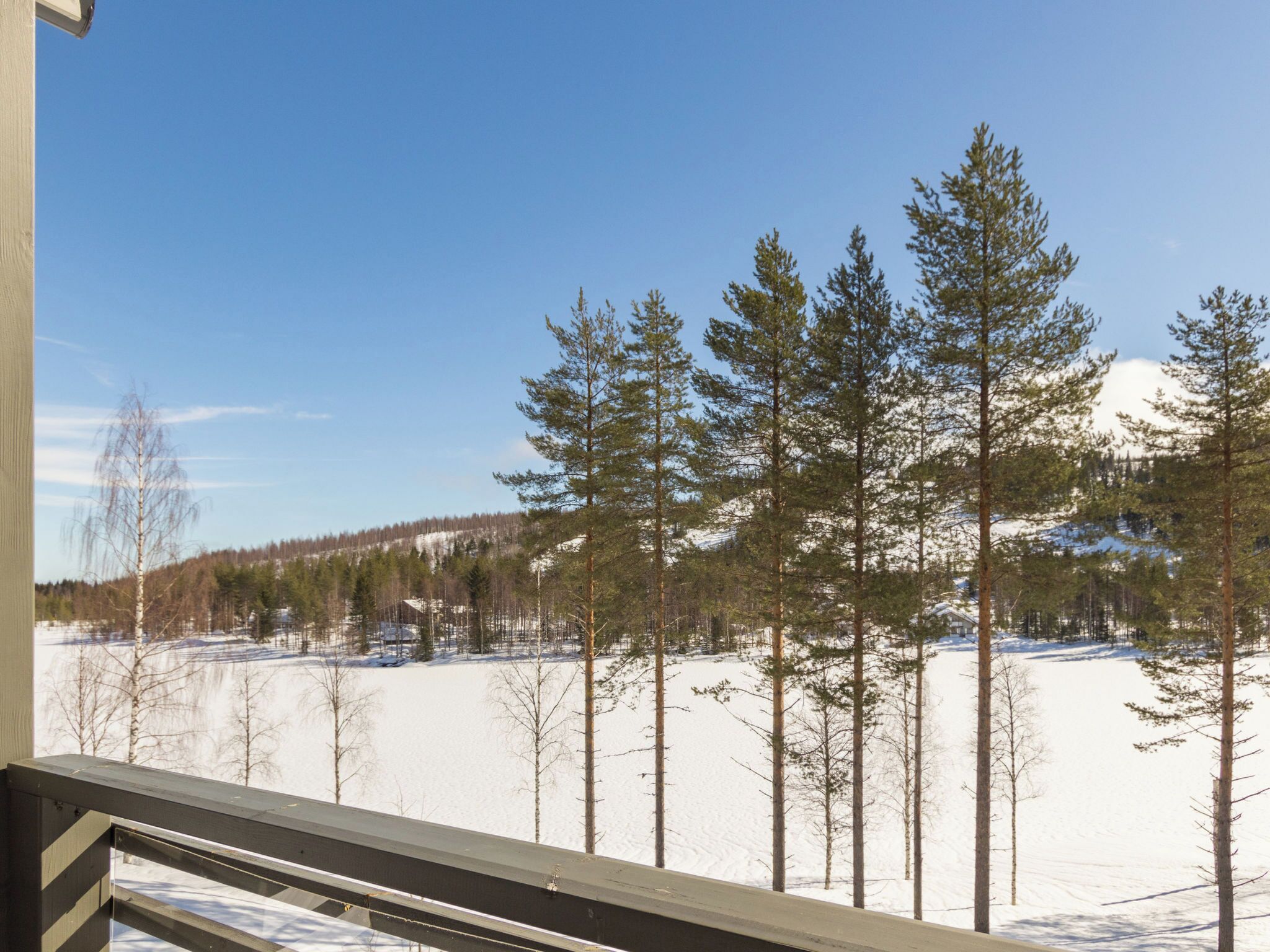 A snowy landscape with tall pine trees and a clear blue sky.