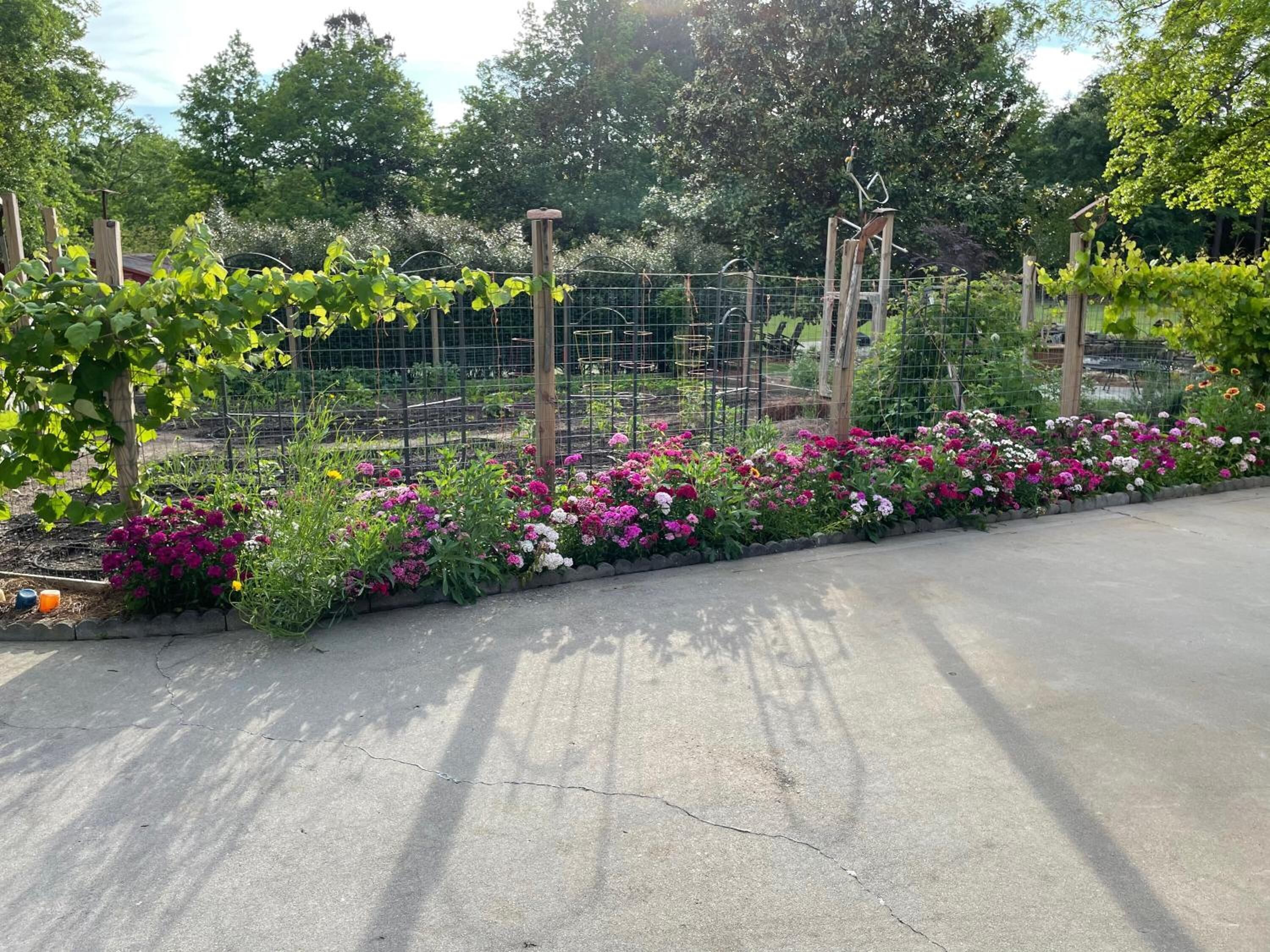 A garden with a variety of flowers and a fenced area with plants.