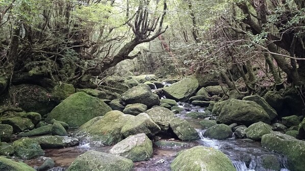 A forest stream with moss-covered rocks and dense foliage. - Minshuku Maetakeso - Hostel (Yakushima)
