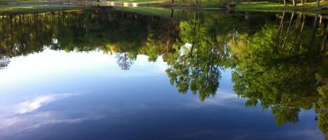 Un lago tranquilo que refleja árboles y una zona cubierta de hierba.