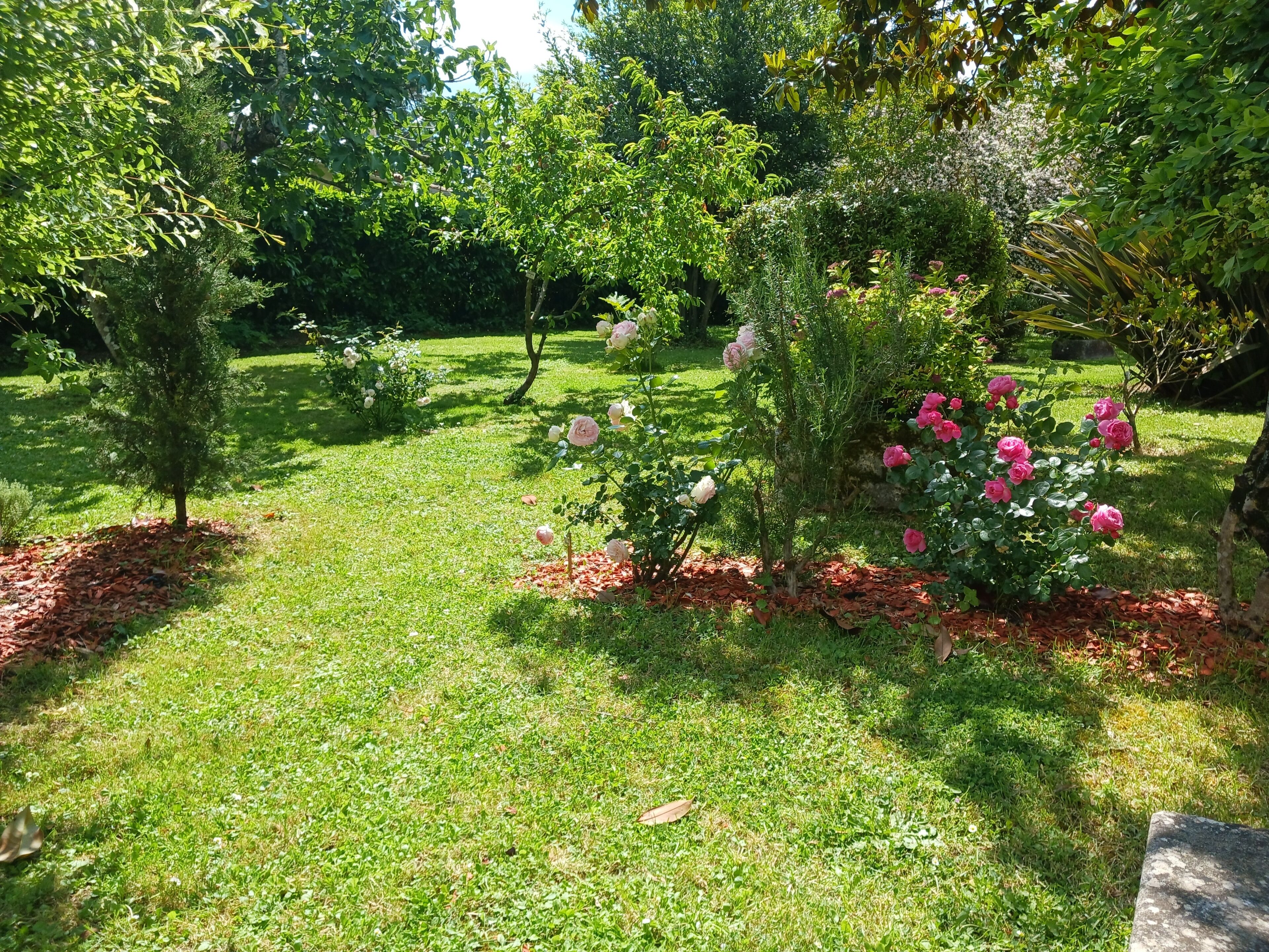 A garden with a variety of plants and flowers, including roses, and a small tree.
