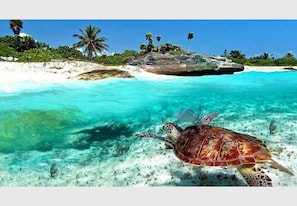 Beach - Baru Luxury Homes Cozumel (Cozumel)