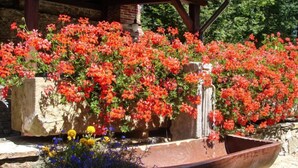 A garden with red flowers, a stone structure, and a wooden bench. - Dom na Skraju by Interhome (Lubomierz/Gryfow Slaski)