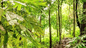 A forested area with a stone staircase leading up a hill. - Téva Eco Retreat - Hostel (Quepos)