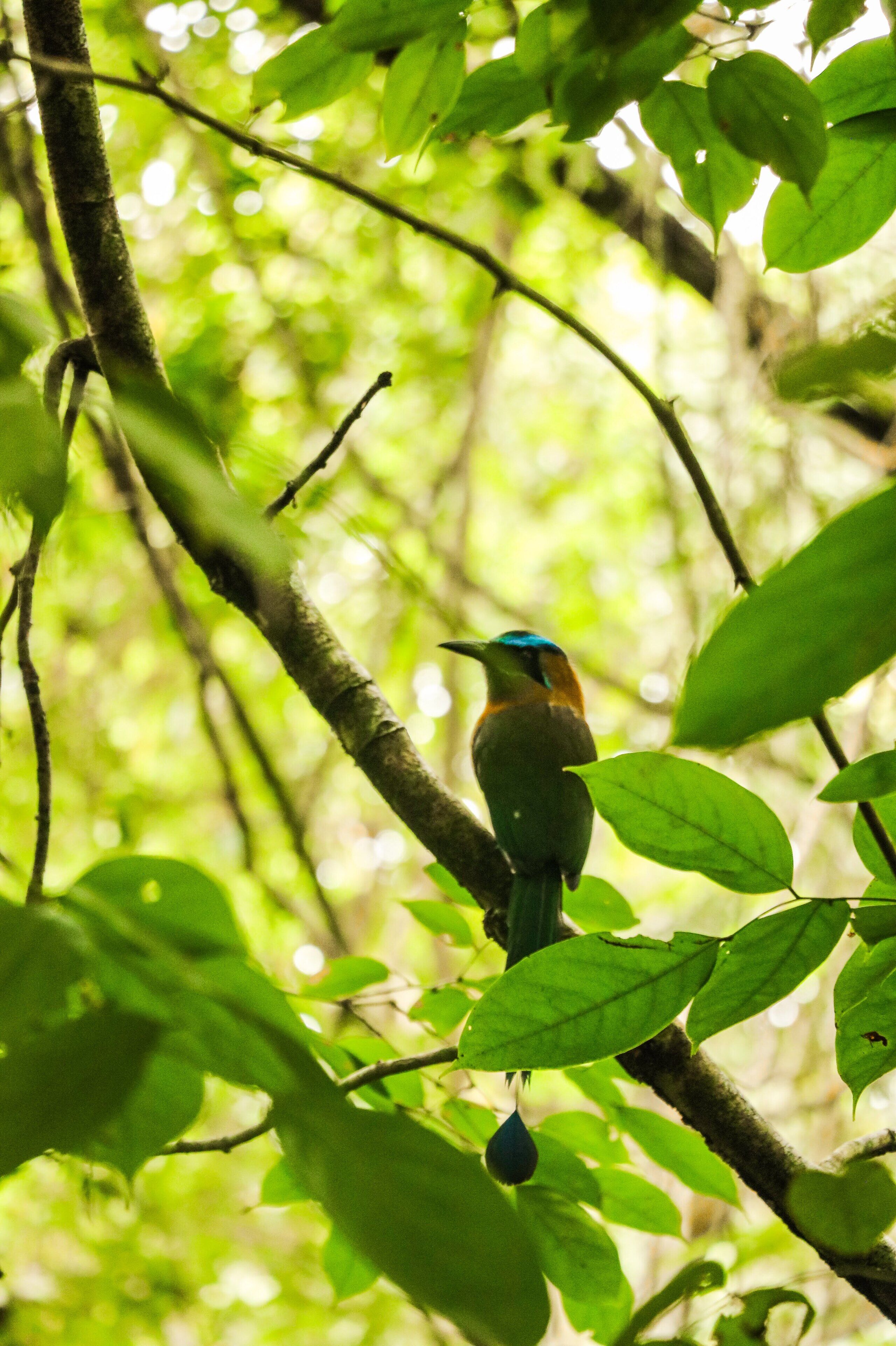 A bird perched on a branch surrounded by green leaves.