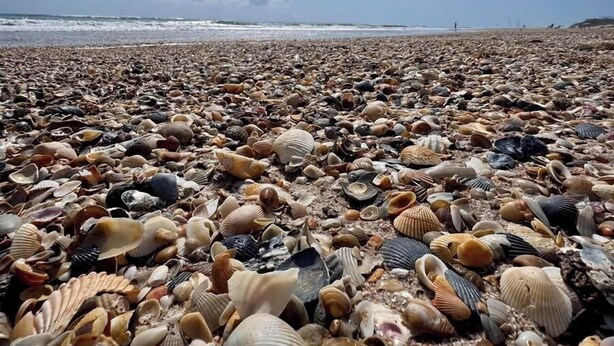 A beach with a variety of seashells scattered across the sand. -  Oceanfront Classic Cottage (Salvo)