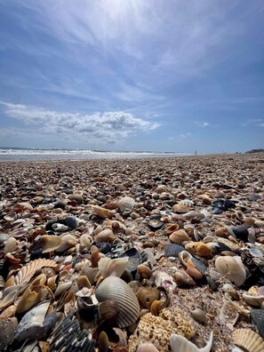 A beach with a variety of seashells scattered across the sand. -  Oceanfront Classic Cottage (Salvo)