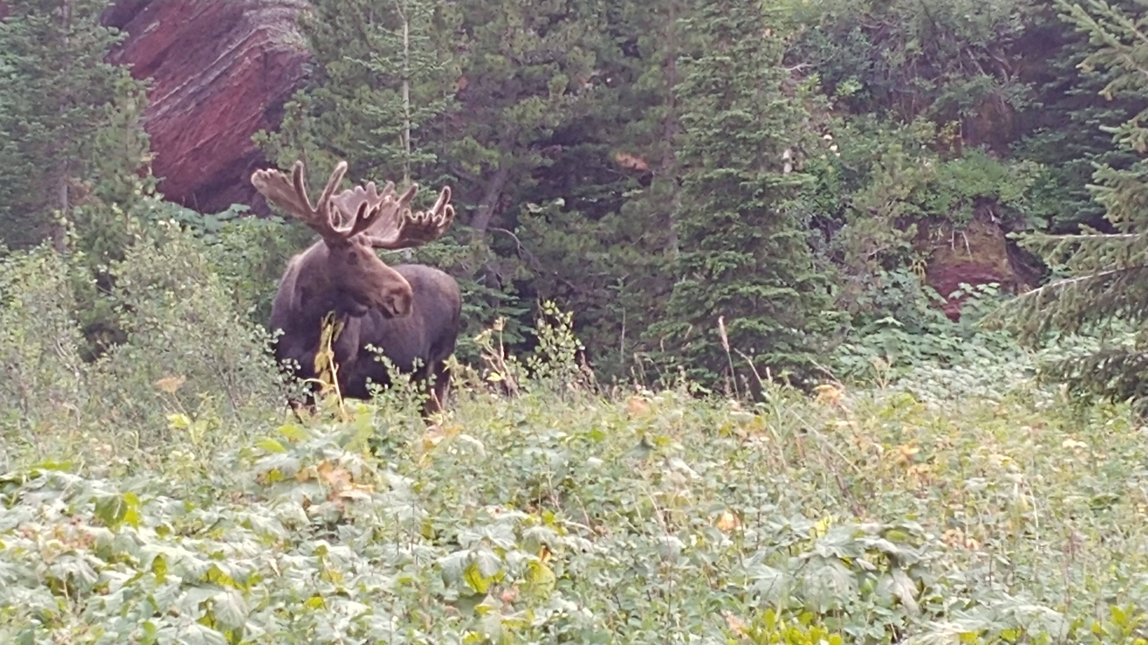 A moose in a natural setting with dense vegetation and a large rock formation in the background.