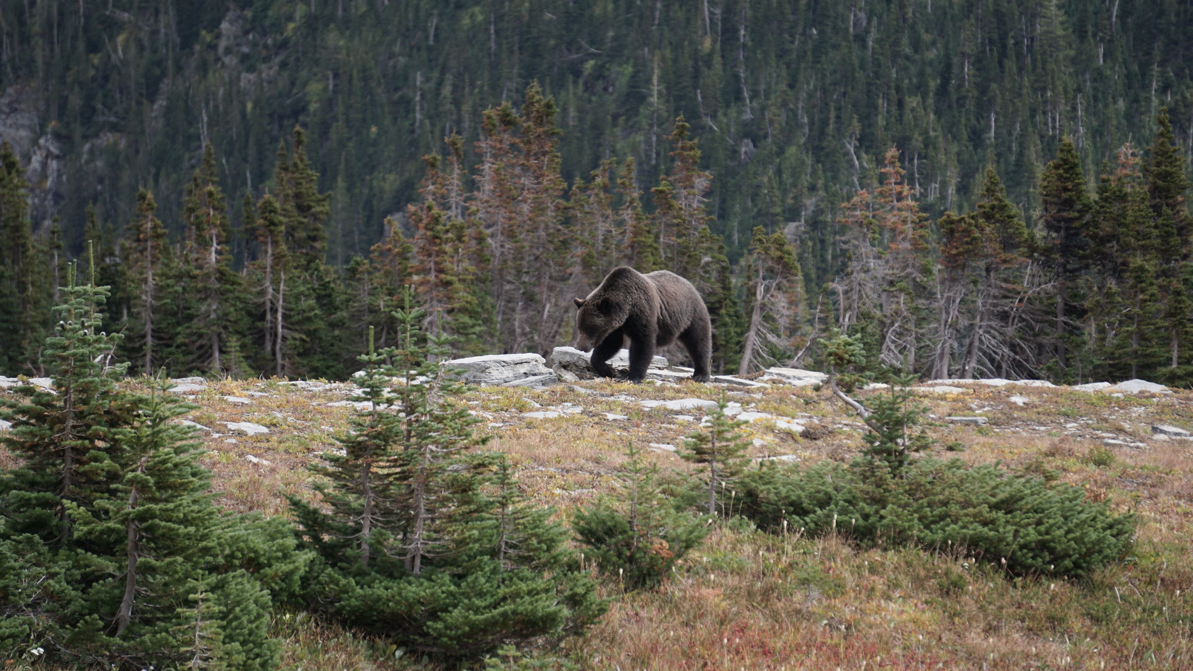 A bear walking on a rocky terrain with sparse vegetation and a forest in the background.