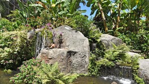 A garden with a small waterfall, rocks, and lush greenery. - Spacious Penthouse Studio w Ocean View Pool - Kaanapali Shores 942 (Lahaina)