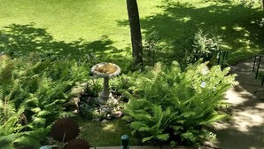 Un jardín con una fuente para pájaros rodeado de helechos y flores, una valla blanca y un árbol.