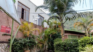 Un patio con muro de ladrillo, antena parabólica y varias plantas, incluyendo palmeras y arbustos.
