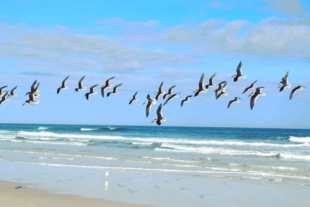 A beach with waves and a flock of birds flying over the water.