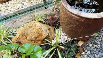 A garden area with a large rock, a potted plant, and a small water feature.