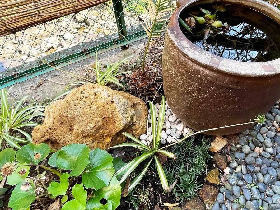 A garden area with a large rock, a potted plant, and a small water feature.