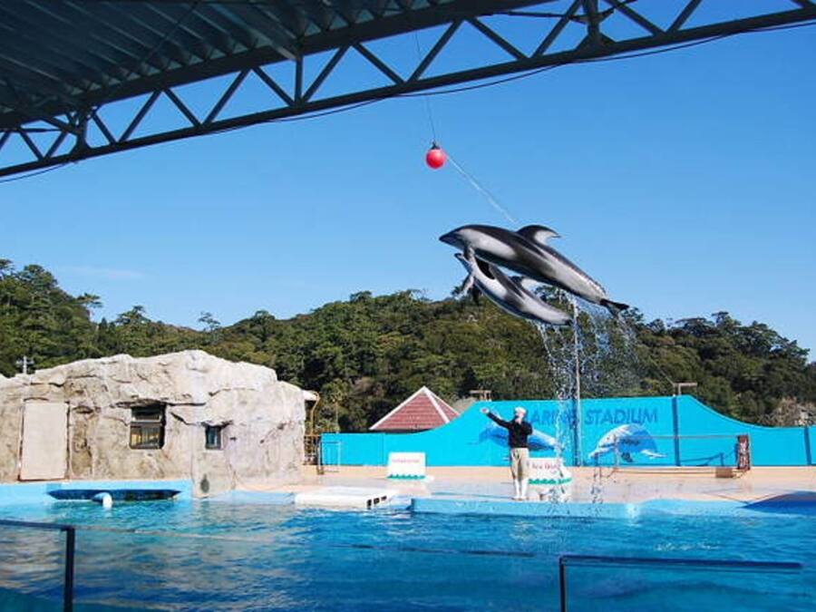 A dolphin jumping out of a pool with a trainer on a platform.