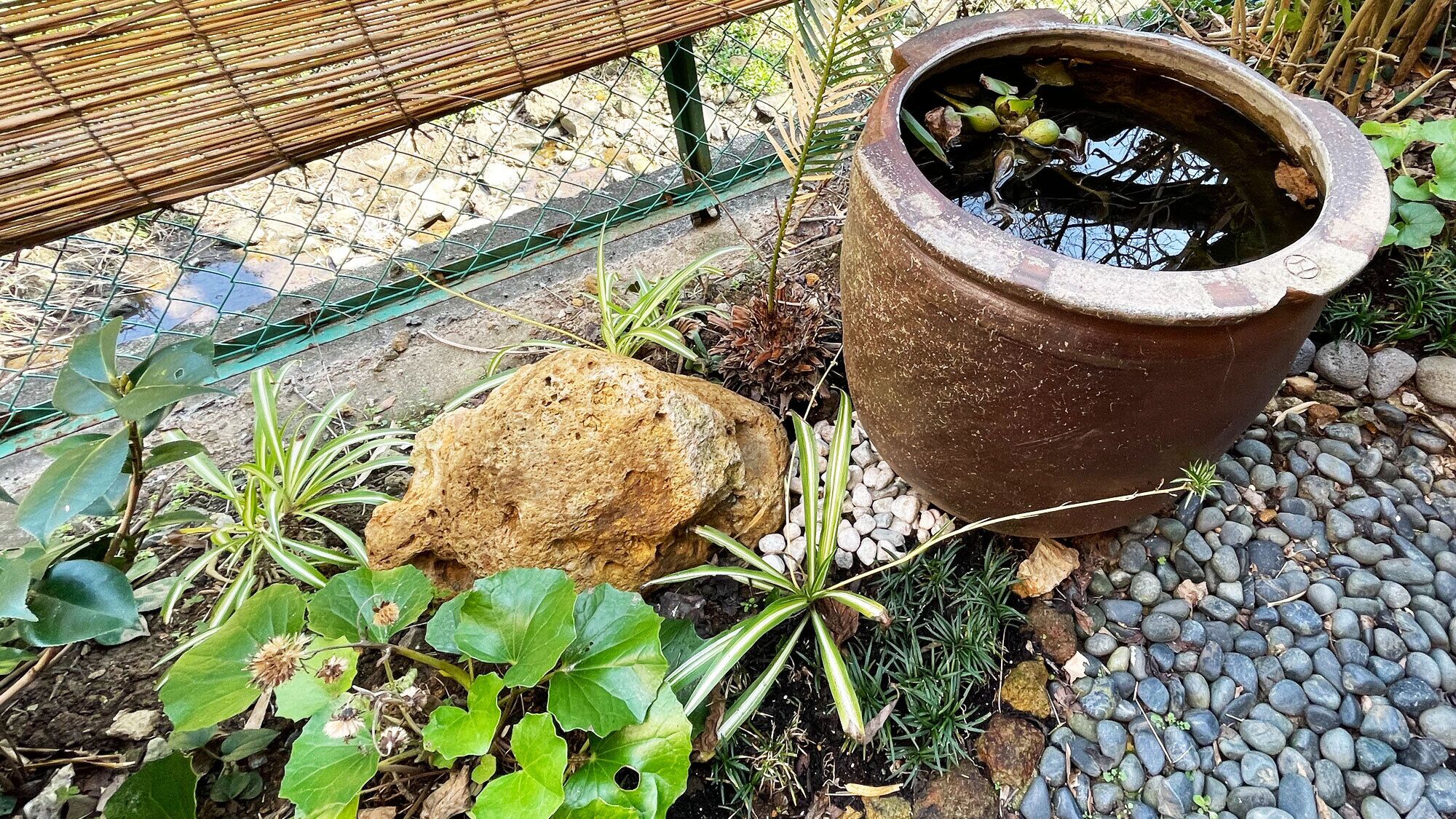 A garden area with a large terracotta pot, a rock, and various plants.