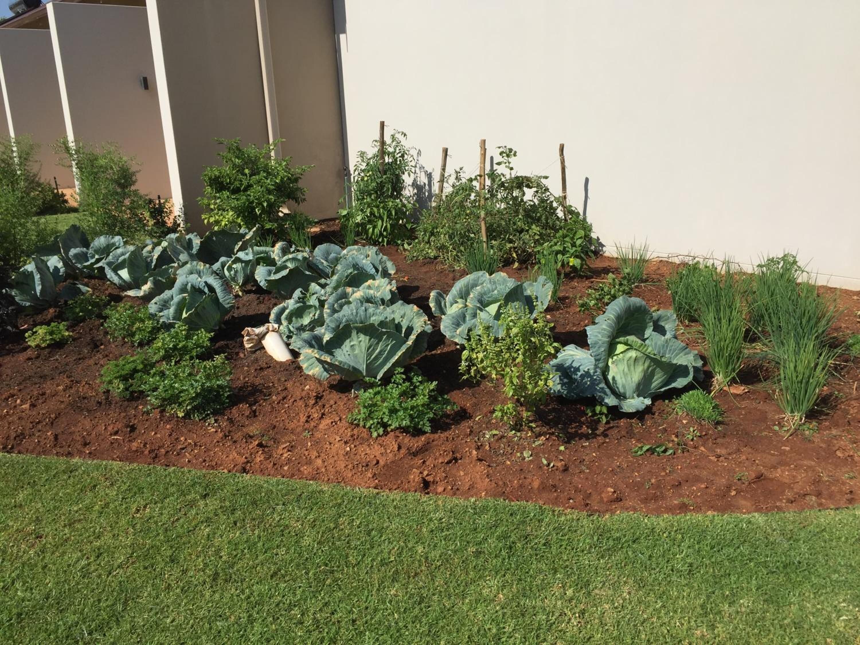 Um jardim com folhagens e ervas, ladeado por um edifício e uma área gramada.