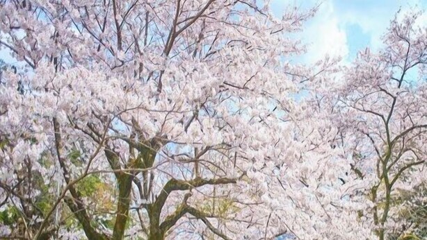 A garden with cherry blossoms, a pathway, and various plants. - Mastlamp (Ito)