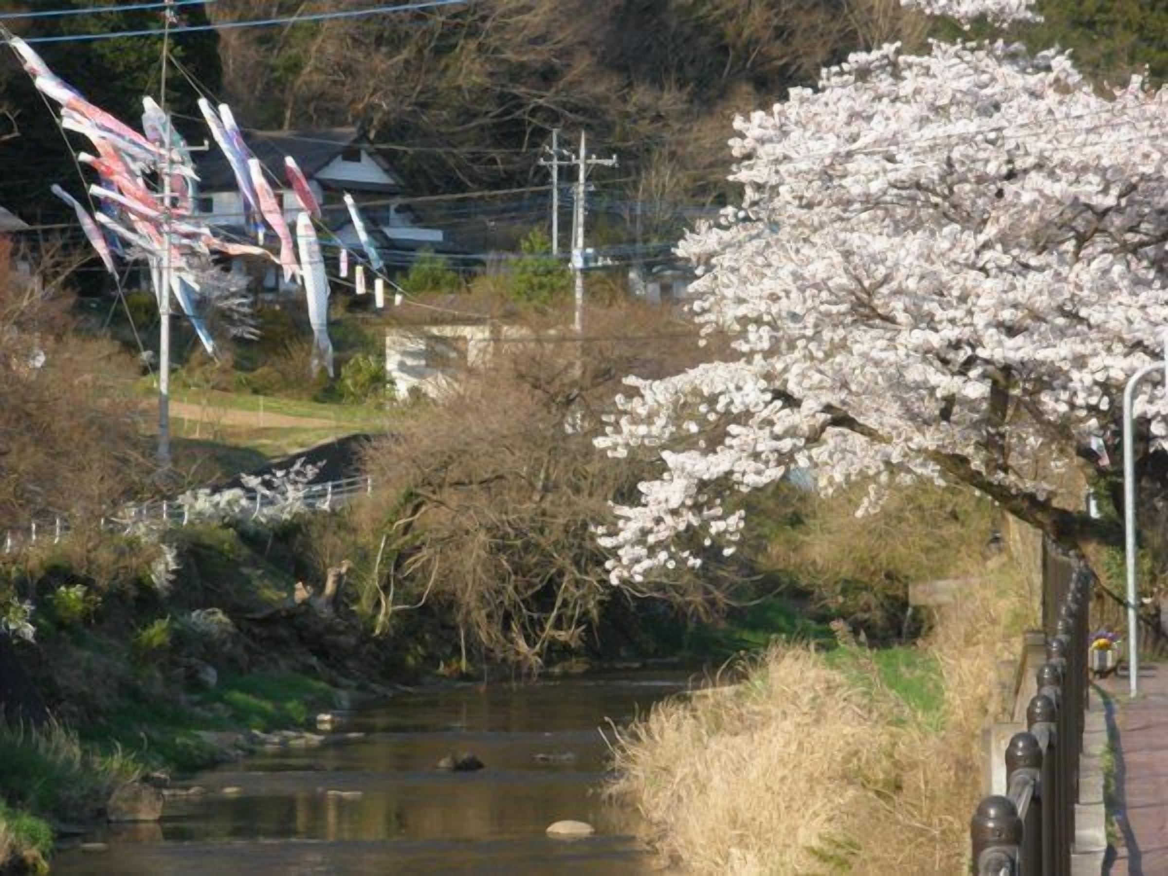 A river with a bridge, a cherry blossom tree, and a building in the background.
