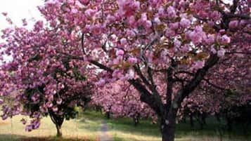 Un árbol con flores rosadas, un sendero y una zona verde.