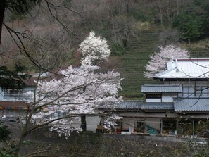 A traditional Japanese building with a tiled roof, surrounded by cherry blossom trees. - Takimikan (Daigo)