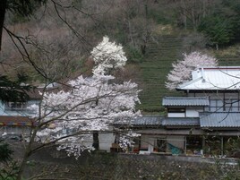 Un edificio tradicional japonés con techo de tejas, rodeado de cerezos en flor.