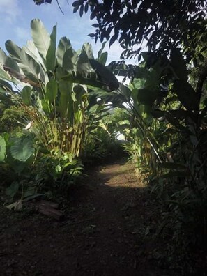 Garden - Rancho Verde de Osa (Drake Bay)