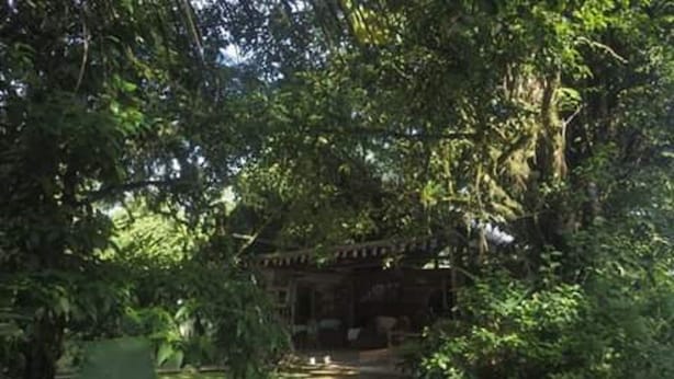 Un sendero conduce a una construcción tradicional rodeada de abundante follaje.
