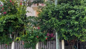 A residential area with a fence, a utility pole, and lush greenery. - Yocamatsu (Caye Caulker)