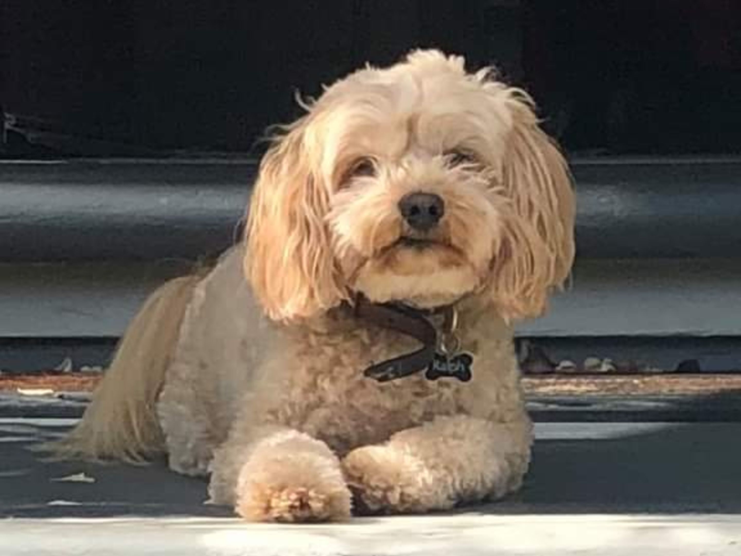 Foto - Lilac Rose Boutique Bed and Breakfast