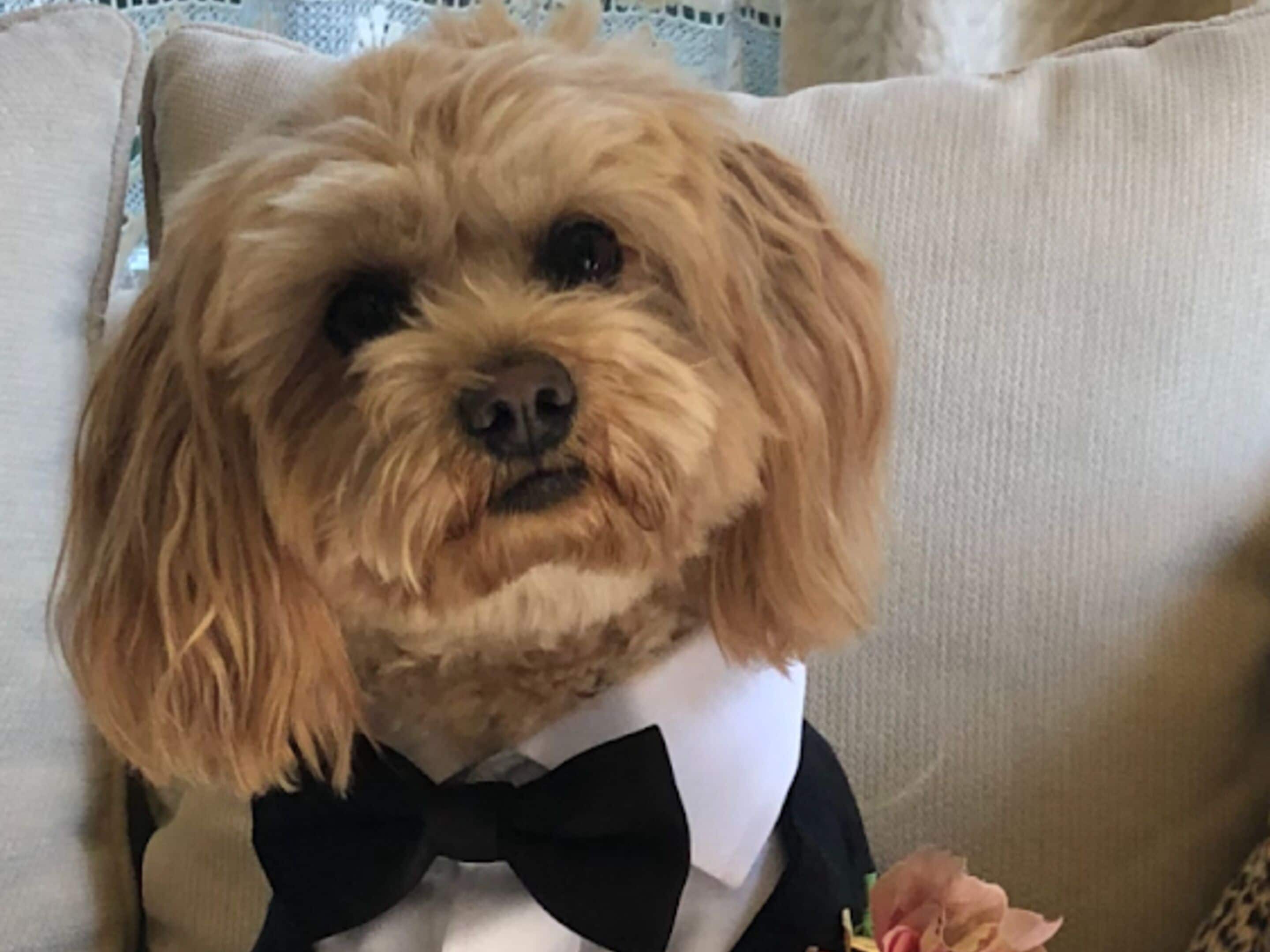 Foto - Lilac Rose Boutique Bed and Breakfast