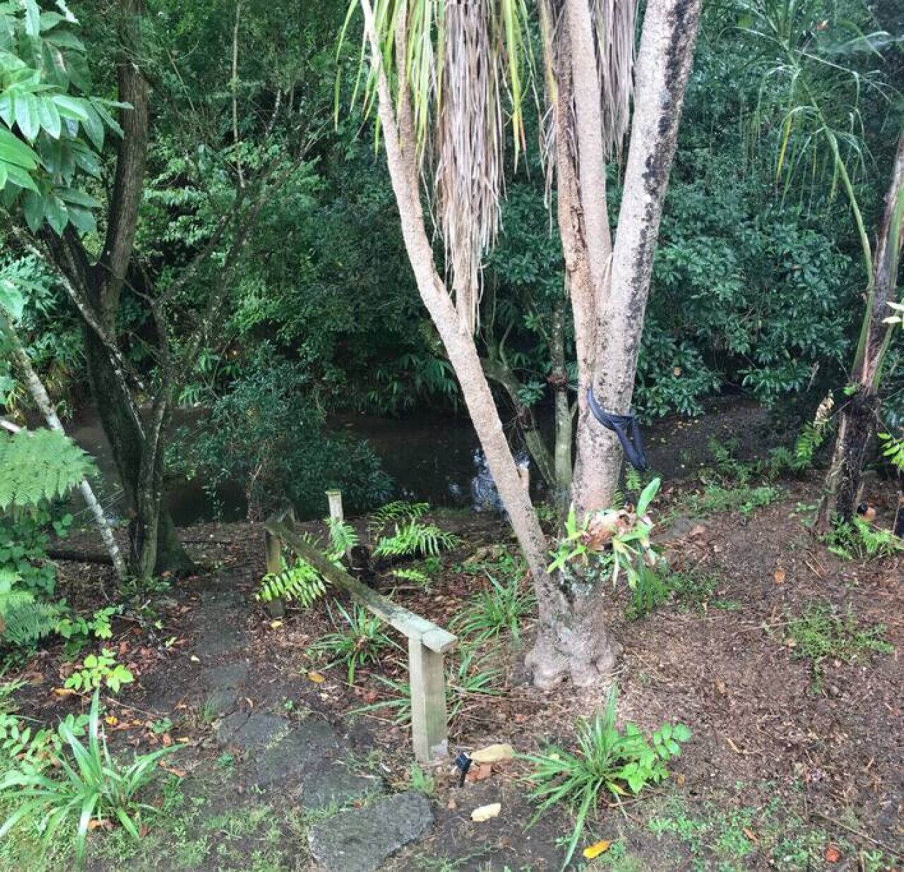 Un piccolo albero con un palo di legno nelle vicinanze, immerso in un fitto fogliame verde.