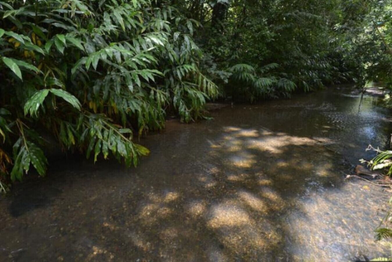 Specchio d'acqua naturale circondato da fitta vegetazione.