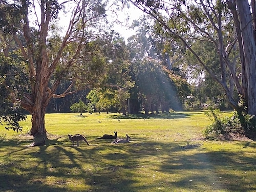 Lake Weyba Noosa Lodge & friendly kangaroos