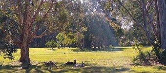Lake Weyba Noosa Lodge & friendly kangaroos