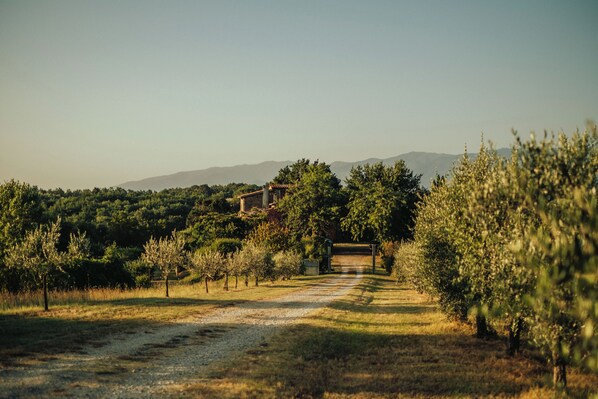 A rural landscape with a dirt path leading to a building surrounded by trees and hills in the background.