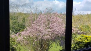 Una finestra con vista su un giardino con alberi da fiori rosa e arbusti verdi.