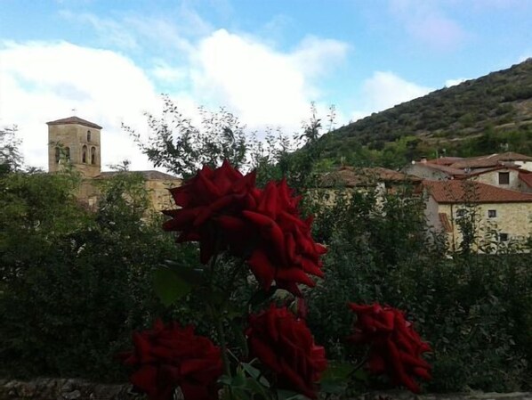 Um arbusto de rosas em frente a um edifício com uma torre de sino.