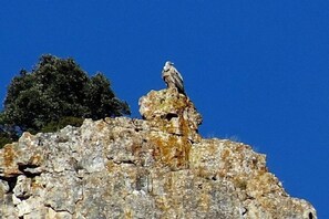 En fågel satt på en klippavsats med en klarblå himmel i bakgrunden.